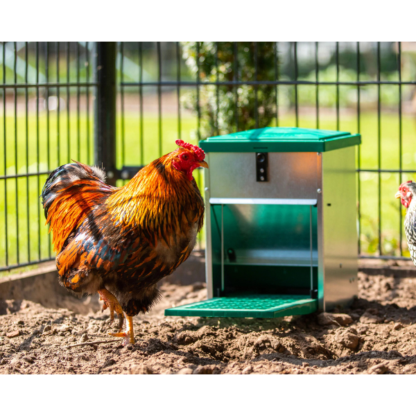 Adjustable Automatic Chicken Feeder 5kg Poultry Feed Dispenser Pest Proof