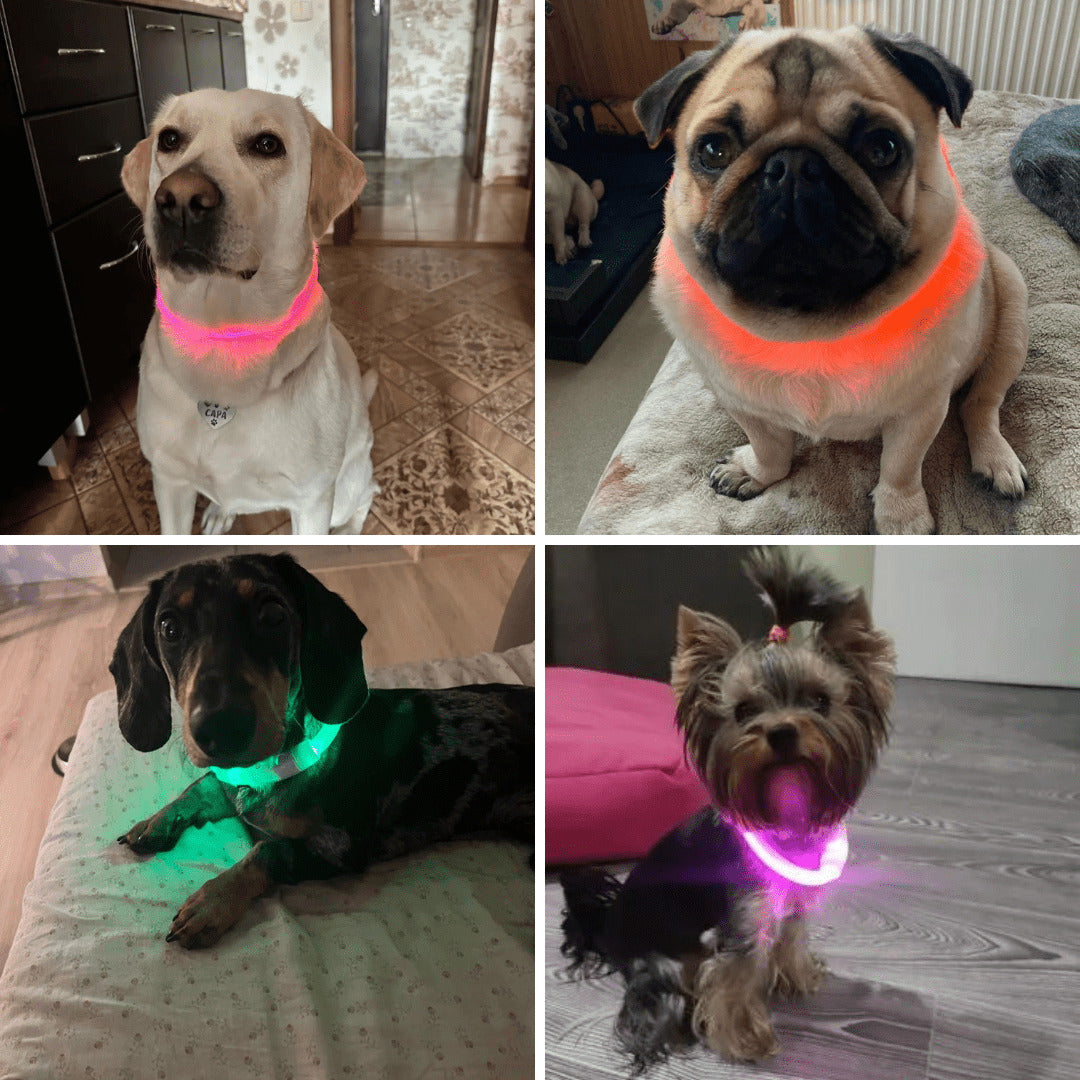 LED Dog Collar Light Up Waterproof Rechargeable Safety Collar for Night Walking
