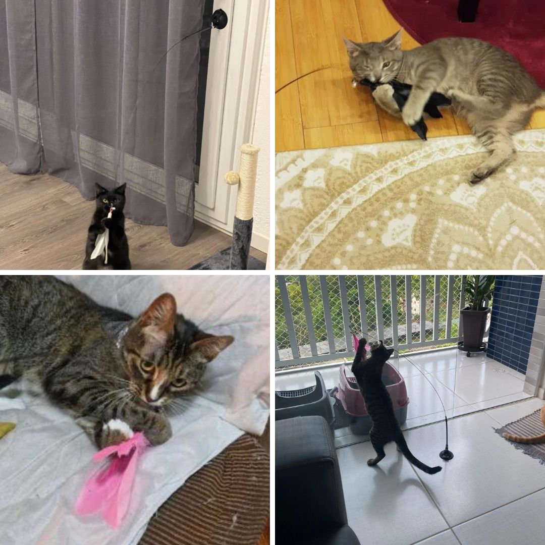 Cat Fishing Rod Toy with Suction Cup Interactive Cat Teaser Toy