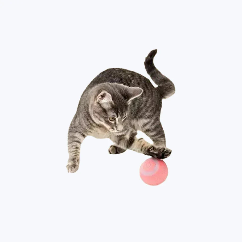 Interactive Cat Ball Toy