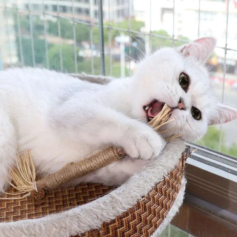 Cat Chew Stick Natural Dental Treat for Cats