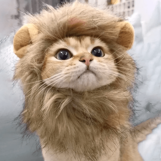 Lion Mane Wig Costume for Cats Cat Dress Up Pet Halloween Accessory