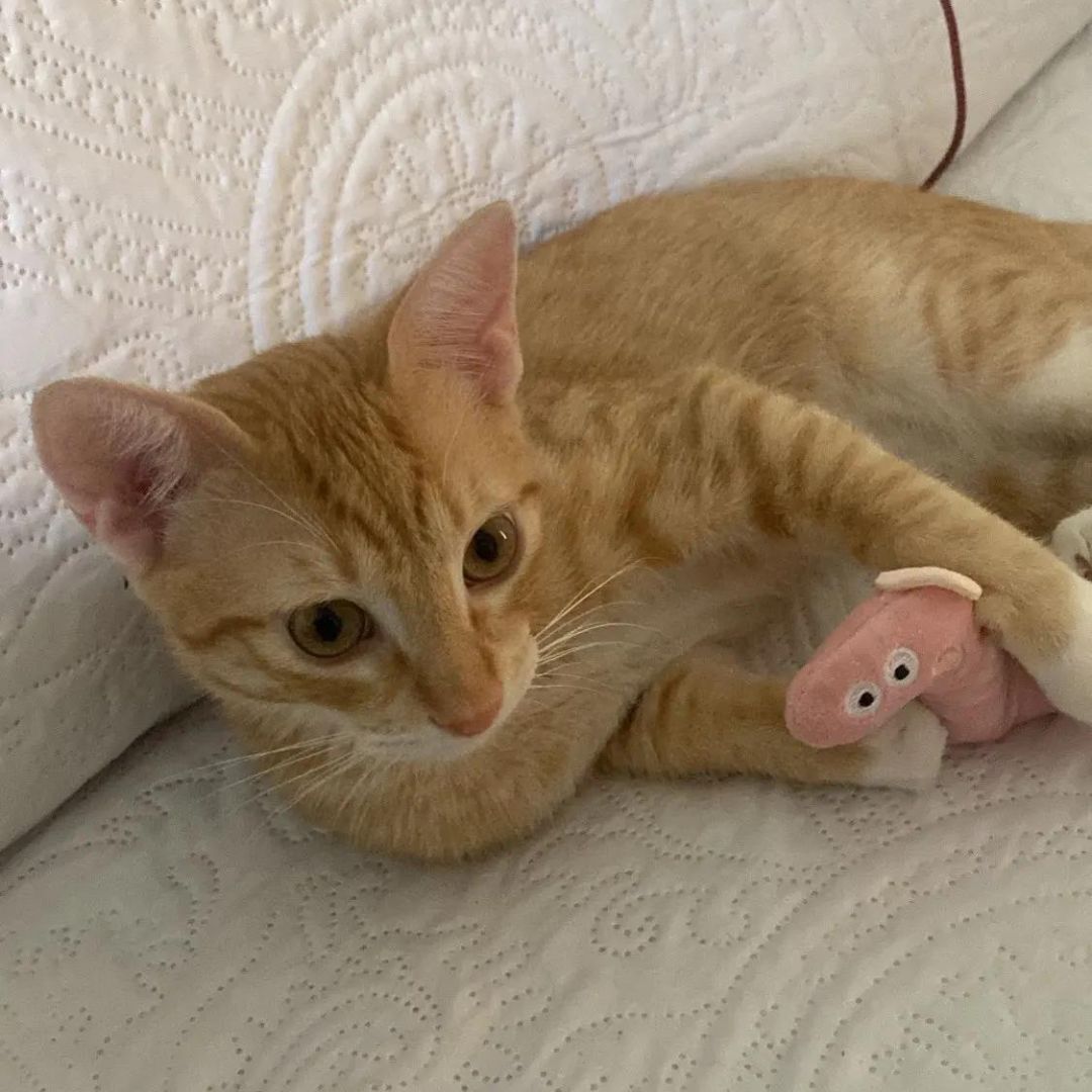 Mini Plush Cat Toys Cute Small Soft Catnip Stuffed Animals for Cats