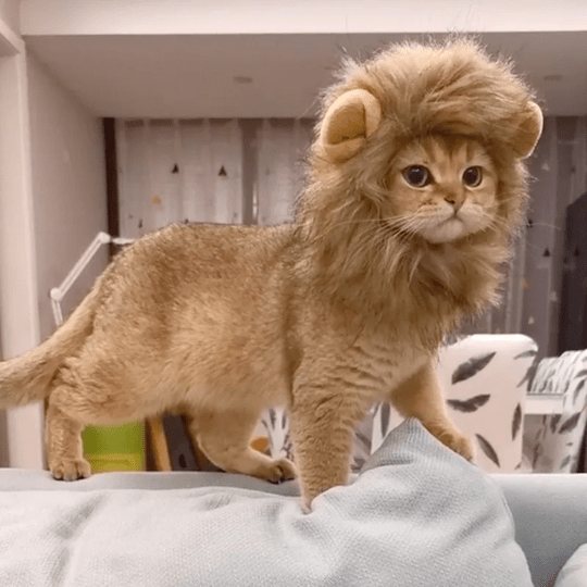 Lion Mane Wig Costume for Cats Cat Dress Up Pet Halloween Accessory