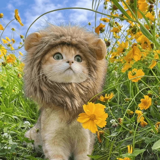 Lion Mane Wig Costume for Cats Cat Dress Up Pet Halloween Accessory