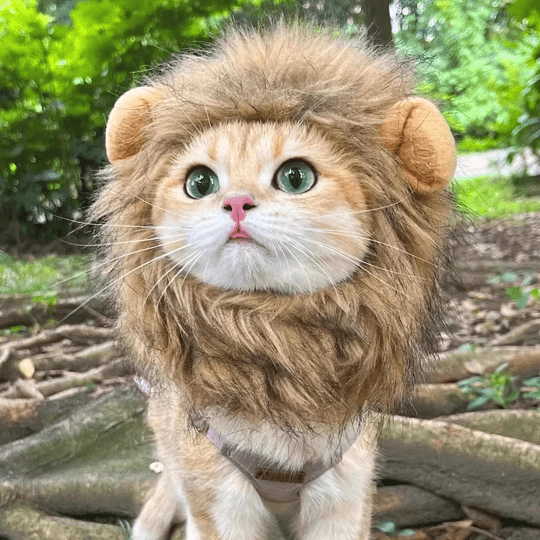 Lion Mane Wig Costume for Cats Cat Dress Up Pet Halloween Accessory