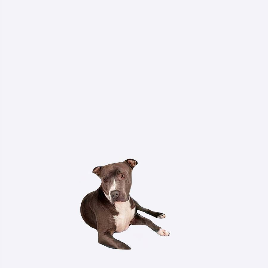 Dog Car Safety Barrier Adjustable Pet Car Seat Divider for Vehicles