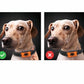 Dog Paw Pattern Anti Bark Collar Humane Bark Control Training Collar