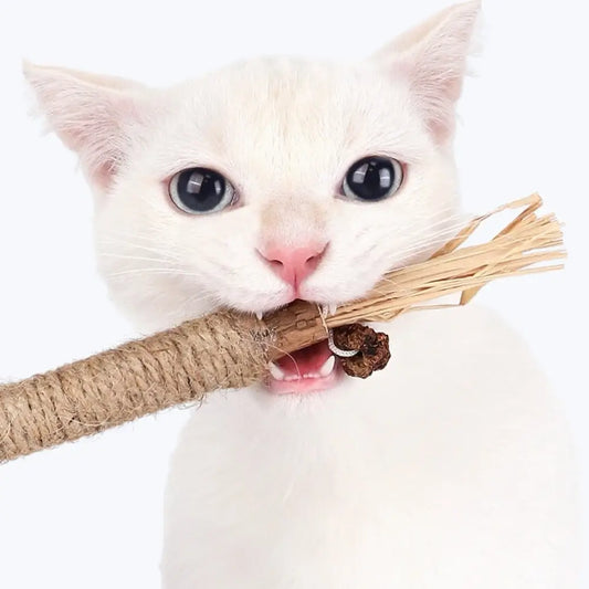 Matatabi Cat Dental Care Natural Oral Health Aid