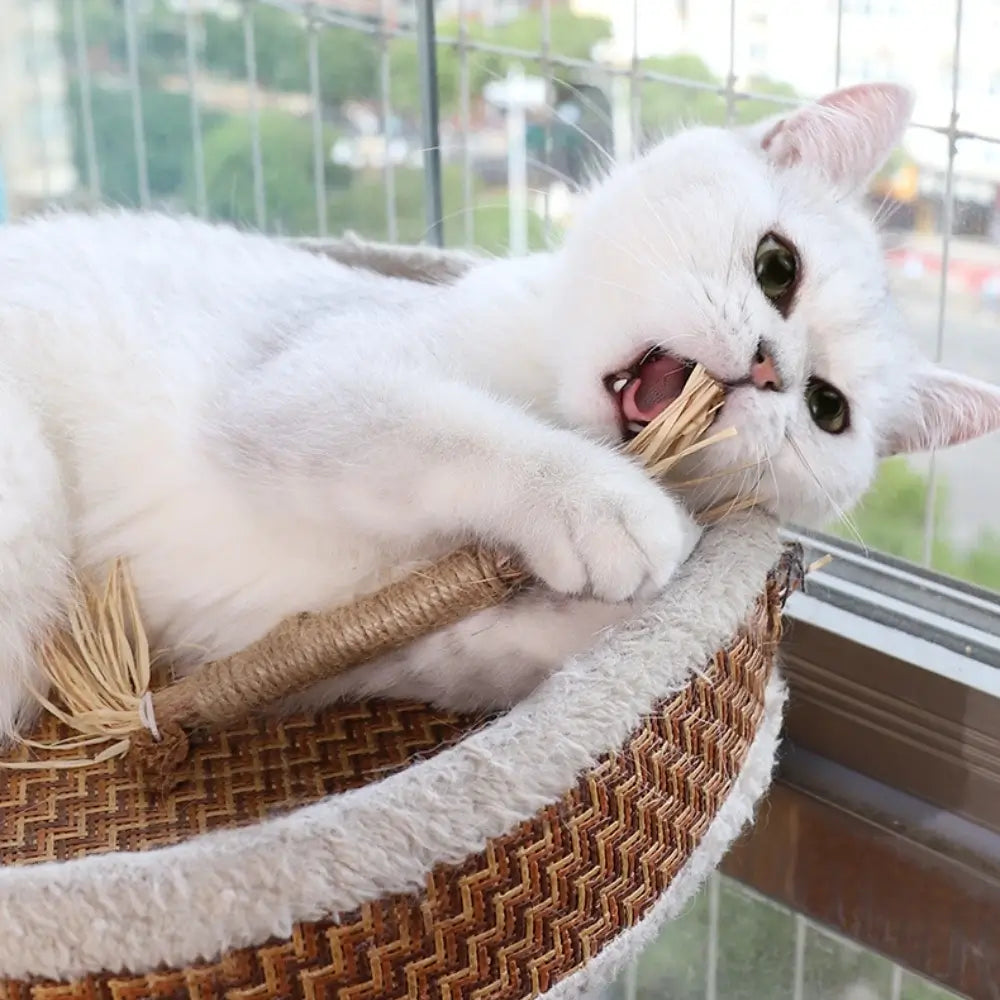 Matatabi Cat Dental Care Natural Oral Health Aid