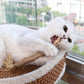 Cat Chew Stick Natural Dental Treat for Cats