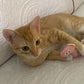 Mini Plush Cat Toys Cute Small Soft Catnip Stuffed Animals for Cats