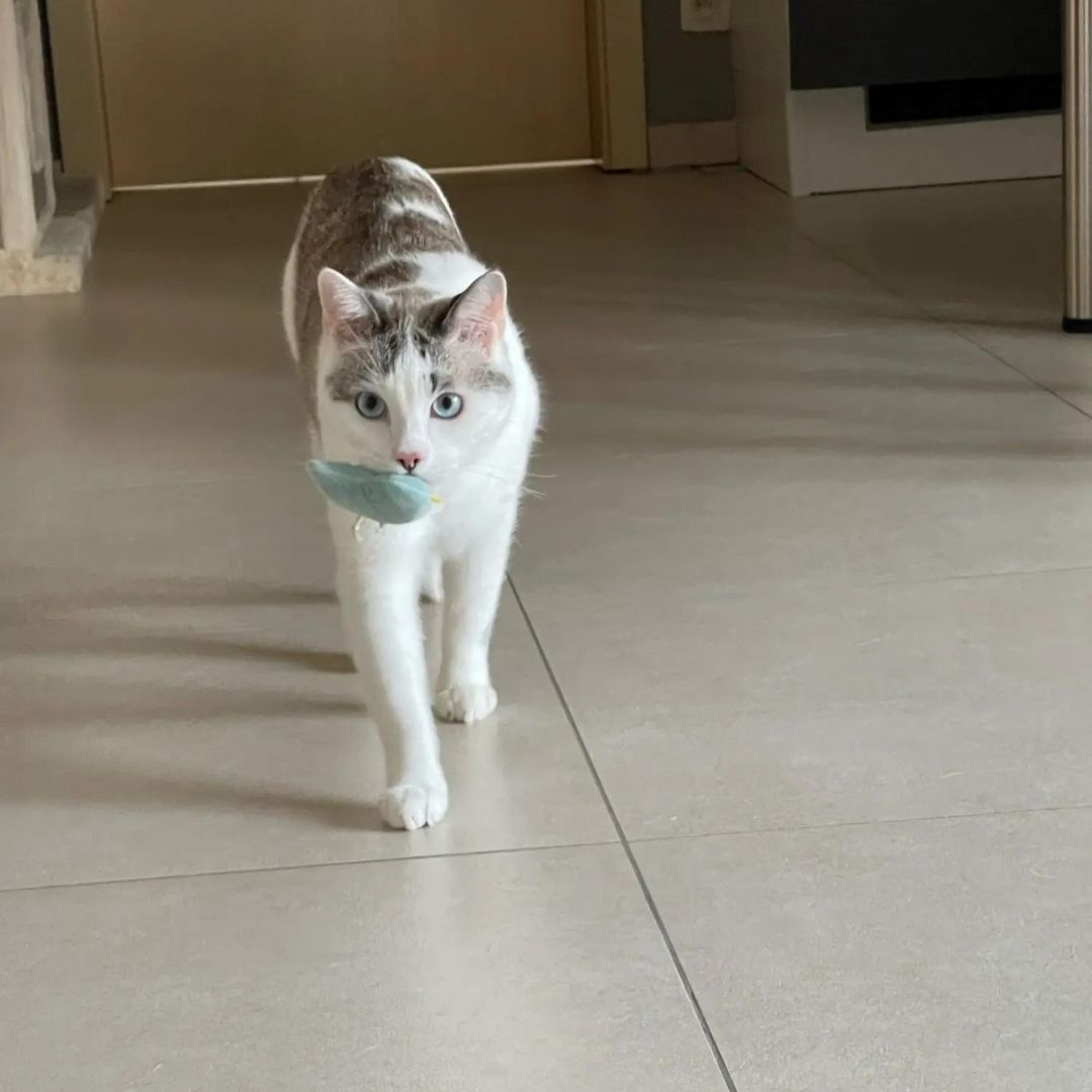 Mini Plush Cat Toys Cute Small Soft Catnip Stuffed Animals for Cats