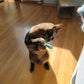 Mini Plush Cat Toys Cute Small Soft Catnip Stuffed Animals for Cats