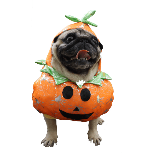 Pumpkin Costume for Cats and Dogs Halloween Pet Outfit