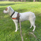 Dog T Harness Adjustable No Pull Pet Vest Harness for Small Medium Large Dogs