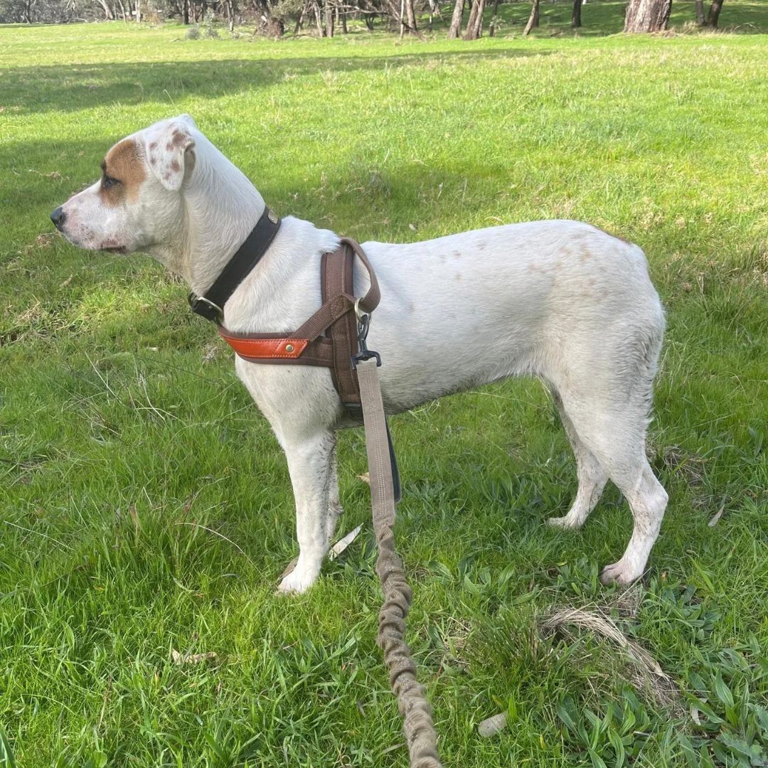 Dog T Harness Adjustable No Pull Pet Vest Harness for Small Medium Large Dogs
