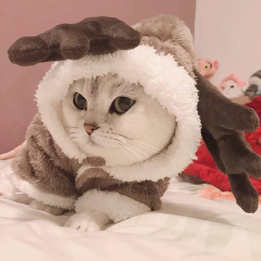Fleece Cat Costume Soft Warm Pet Outfit for Cats