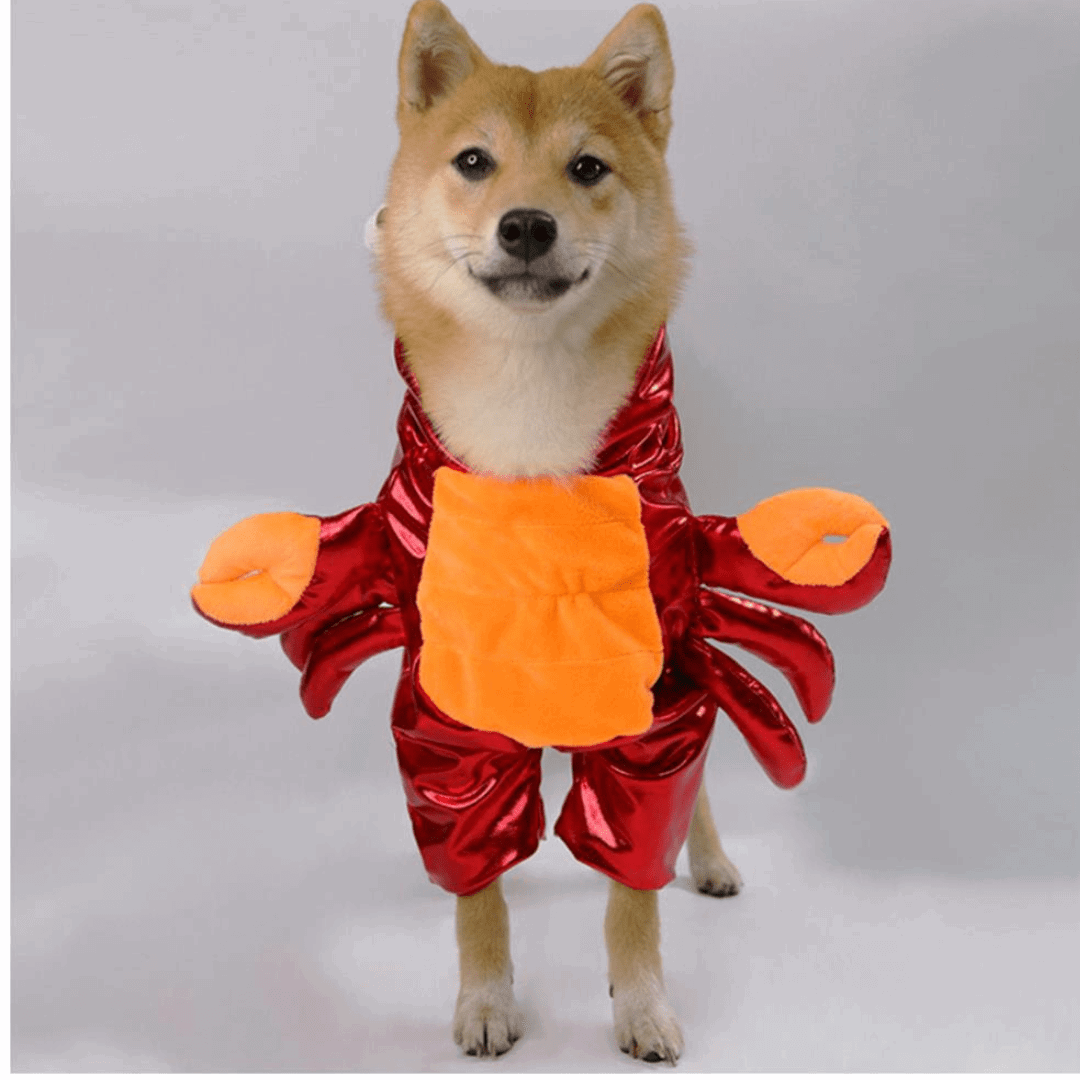 Crab Costume for Cats and Dogs Pet Halloween Outfit Crab Pet Costume