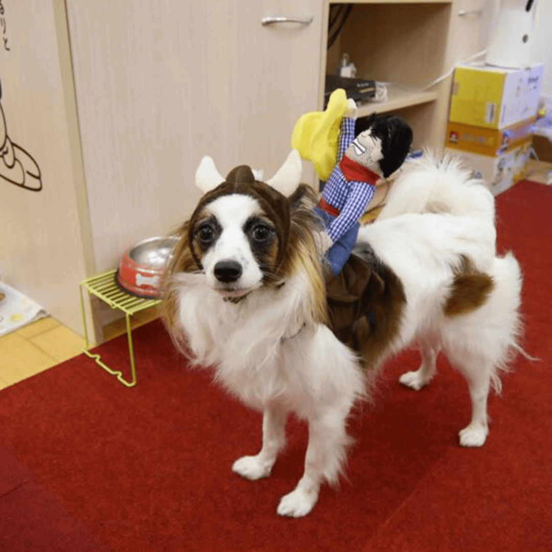 Pet Costume for Cats and Dogs Rodeo Outfit